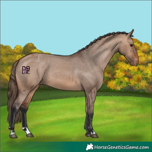 Horse Color:Bay Dun Appaloosa 