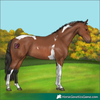 Horse Color:Bay Tobiano Rabicano