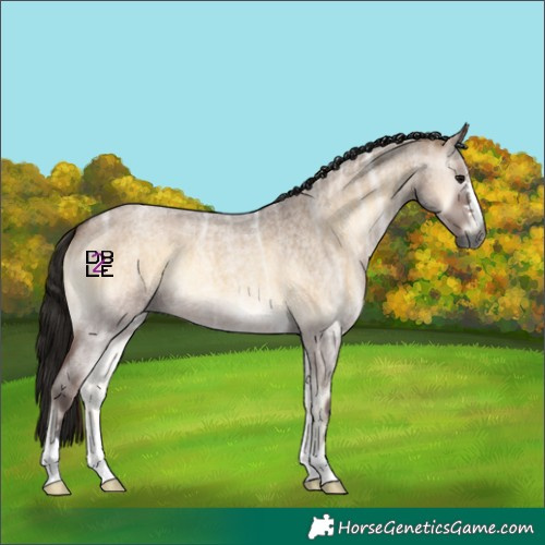 Horse Color:Gray Bay Ice Roan Onyx 