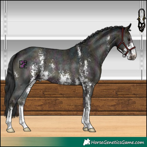 Horse Color:Midnight Blue Onyx Sabino Appaloosa 