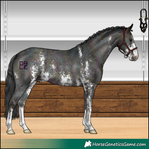 Horse Color:Midnight Blue Onyx Sabino Appaloosa 