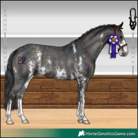 Horse Color:Midnight Blue Onyx Sabino Appaloosa 