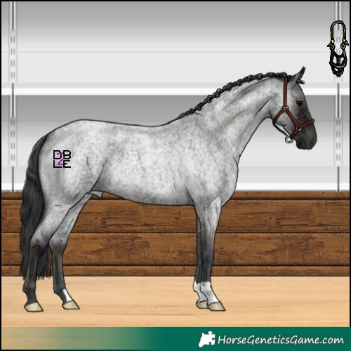 Horse Color:Midnight Blue Onyx Ice Roan 