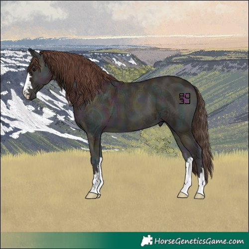 Horse Color:Midnight Classic Champagne Ice Onyx 