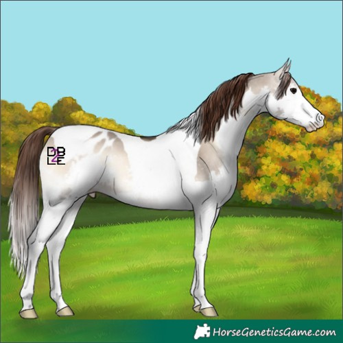 Horse Color:Brown Onyx Splash Tobiano Appaloosa 