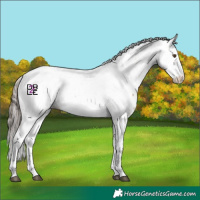 Horse Color:White Spotted Bay Mushroom Sabino Splash Near Leopard 