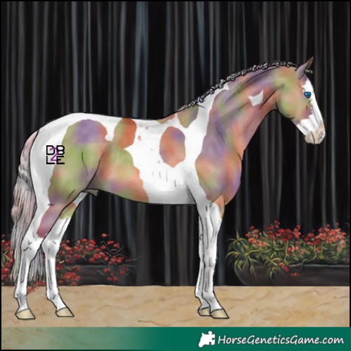 Horse Color:Nacre Chocolate Palomino Dun Splash Tobiano 
