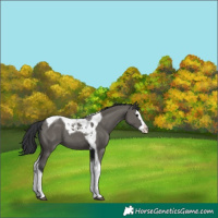 Horse Color:Grullo Splash Tobiano 