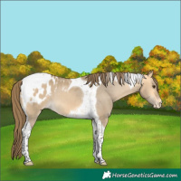 Horse Color:Buckskin Dun Tobiano Appaloosa 