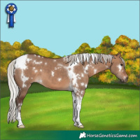 Horse Color:White Spotted Silver Brown Dun Tobiano