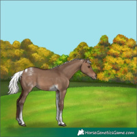 Horse Color:White Spotted Silver Brown Dun Tobiano 