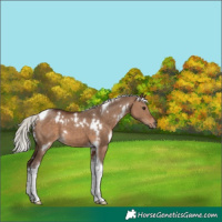 Horse Color:White Spotted Silver Brown Dun Tobiano 