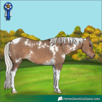 Horse Color:White Spotted Silver Brown Dun Tobiano 