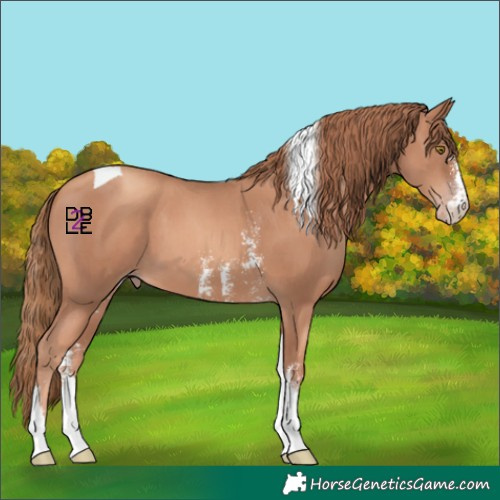 Horse Color:Gold Champagne Sabino Tobiano 
