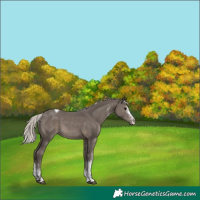 Horse Color:White Spotted Silver Black Tobiano