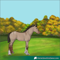 Horse Color:Powder White Liver Red Dun Tobiano Appaloosa