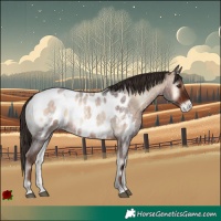 Horse Color:Liver Red Onyx Roan Appaloosa