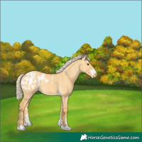 Horse Color:Powder White Palomino Dun Appaloosa 
