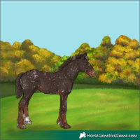 Horse Color:Powder White Liver Chestnut Appaloosa 