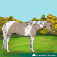 Horse Color:Silver Grullo Tobiano