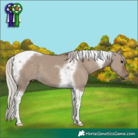 Horse Color:Silver Grullo Tobiano 