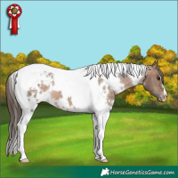 Horse Color:White Spotted Brown Dun Tobiano Appaloosa 
