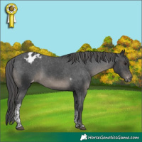 Horse Color:Black Tobiano Appaloosa