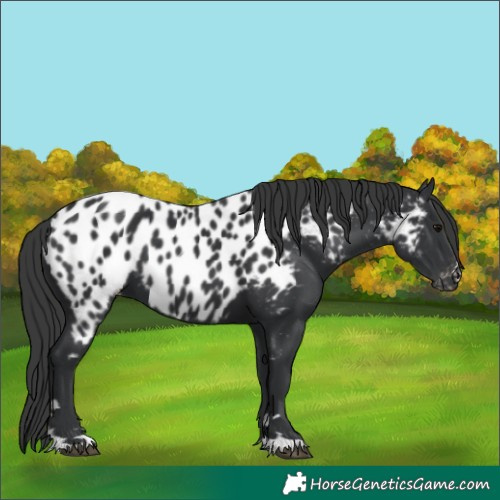 Horse Color:Black Appaloosa 
