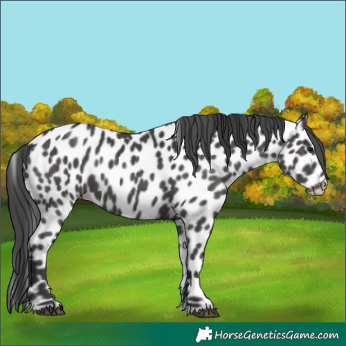 Horse Color:Black Appaloosa 