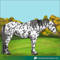 Horse Color:Black Appaloosa