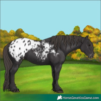 Horse Color:Smoky Black Appaloosa 