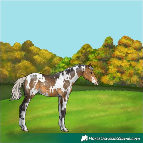 Horse Color:White Spotted Silver Buckskin 