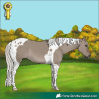 Horse Color:Silver Grullo Tobiano 
