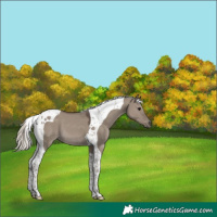 Horse Color:Silver Grullo Tobiano 