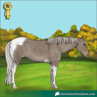 Horse Color:Silver Grullo Tobiano Varnish