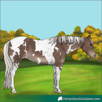 Horse Color:White Spotted Silver Black Tobiano Varnish 