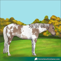 Horse Color:White Spotted Silver Grullo Tobiano 