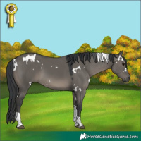 Horse Color:White Spotted Grullo Tobiano