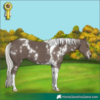 Horse Color:White Spotted Silver Black Tobiano