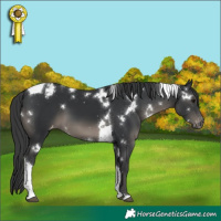 Horse Color:White Spotted Black Tobiano Appaloosa 