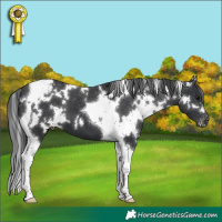 Horse Color:White Spotted Black Tobiano Varnish 