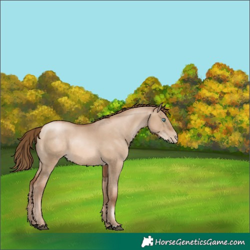 Horse Color:Liver Red Dun Pearl