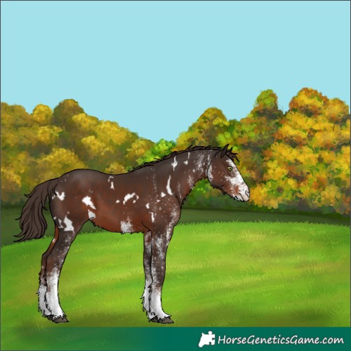 Horse Color:White Spotted Liver Chestnut 