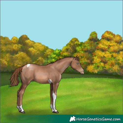 Horse Color:Liver Chestnut Pearl Tobiano Rabicano