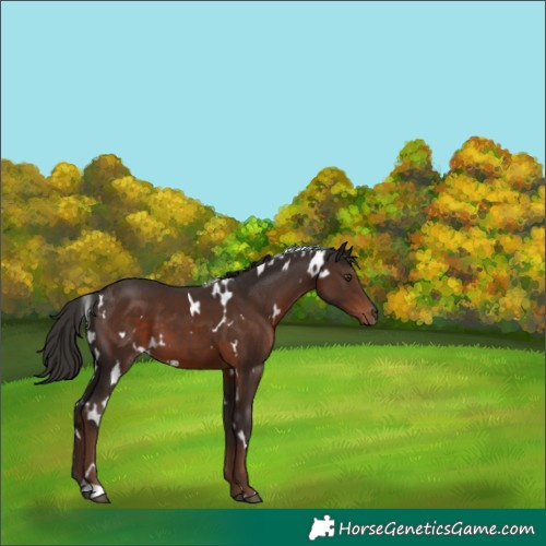 Horse Color:White Spotted Liver Chestnut 