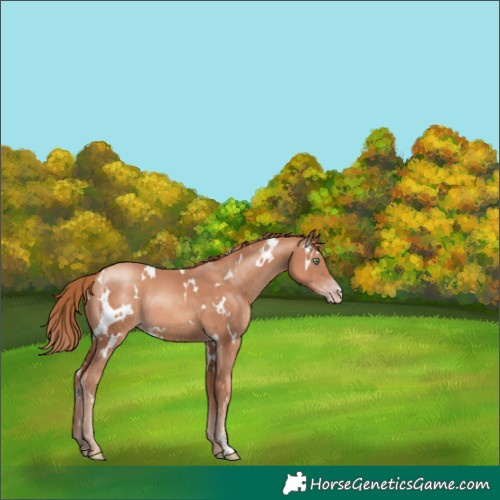 Horse Color:White Spotted Gold Champagne
