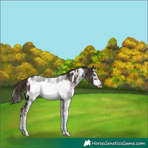 Horse Color:White Spotted Liver Chestnut Frame