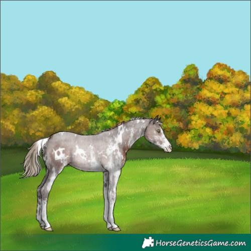 Horse Color:White Spotted Liver Chestnut