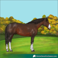 Horse Color:White Spotted Liver Chestnut