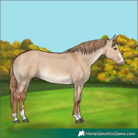 Horse Color:Red Dun Rabicano
